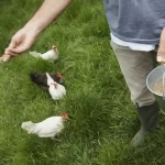 10023000_closeup-lowsection-of-a-man-feeding-hens-on-grassland.jpg